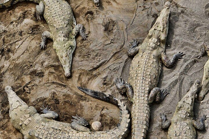 Tarcoles River Crocodile Adventure Tour - Photo 1 of 7